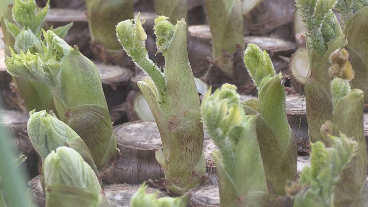 “山菜の王様”タラノメ　永平寺町で出荷始まる　湧き水でハウス栽培、ほろ苦い…春の味