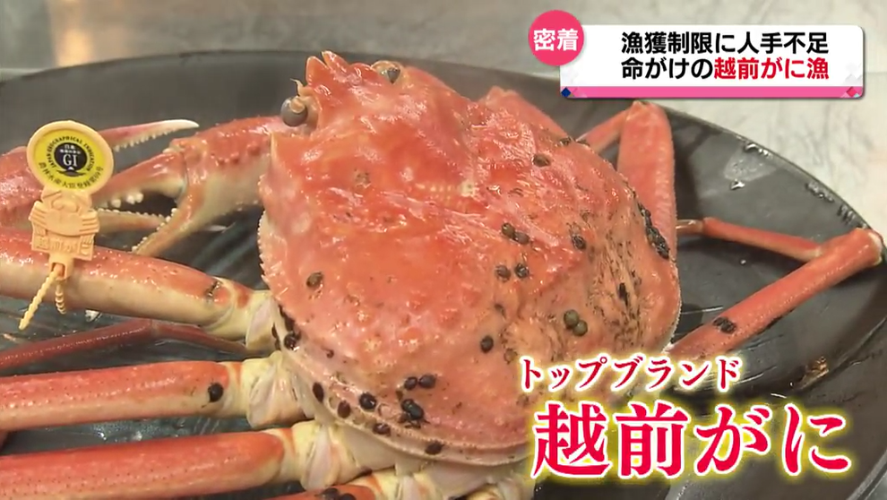 【独自密着】命がけ“越前がに漁”解禁!地元に活気と笑顔をもたらす 漁獲制限に燃料費高騰、人手不足も…過酷な現場で東南アジアからの出稼ぎ漁師も活躍