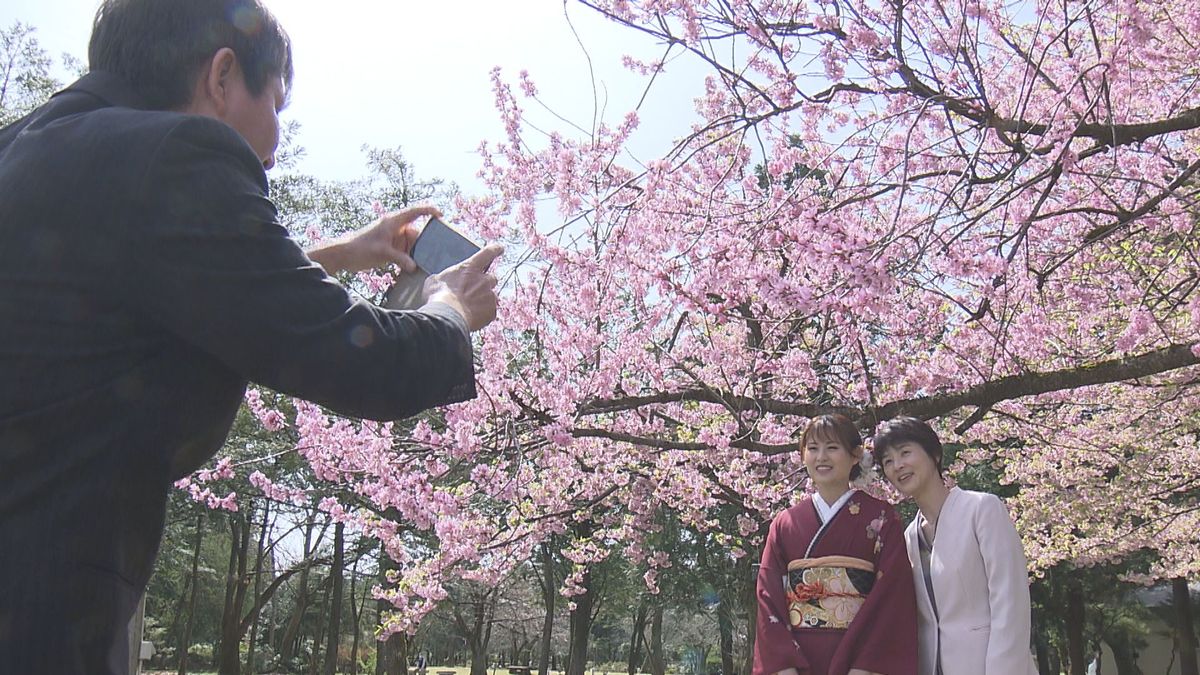 春の陽気、桜の下で記念撮影　福井で今年初の20度超え　3日は“雨”の予報