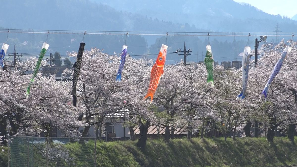満開の弁天桜とこいのぼり　残雪残る山々とコントラスト　勝山市で春の癒やしの風景