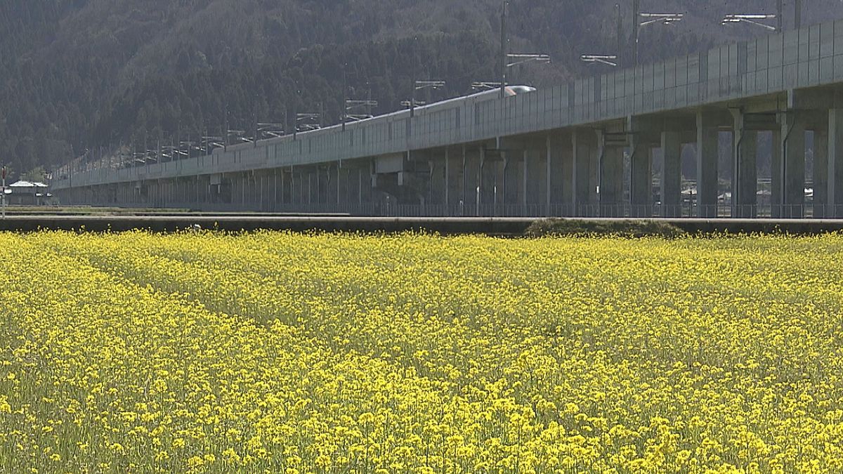 黄色いじゅうたんの上に…新幹線！　鯖江市の菜の花畑　地元の農業法人が栽培