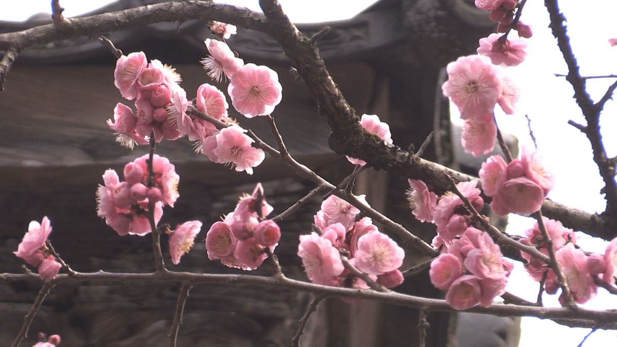 樹齢300年“八重の紅梅”見ごろ　重なり合うように咲く　坂井市三国町･瀧谷寺