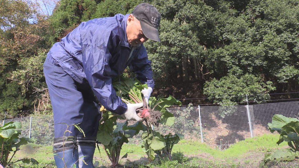 「杉箸アカカンバ」収穫量激減　敦賀市の伝統野菜　猛暑の影響で不作、流通困難に　収穫できるのは100個ほどか