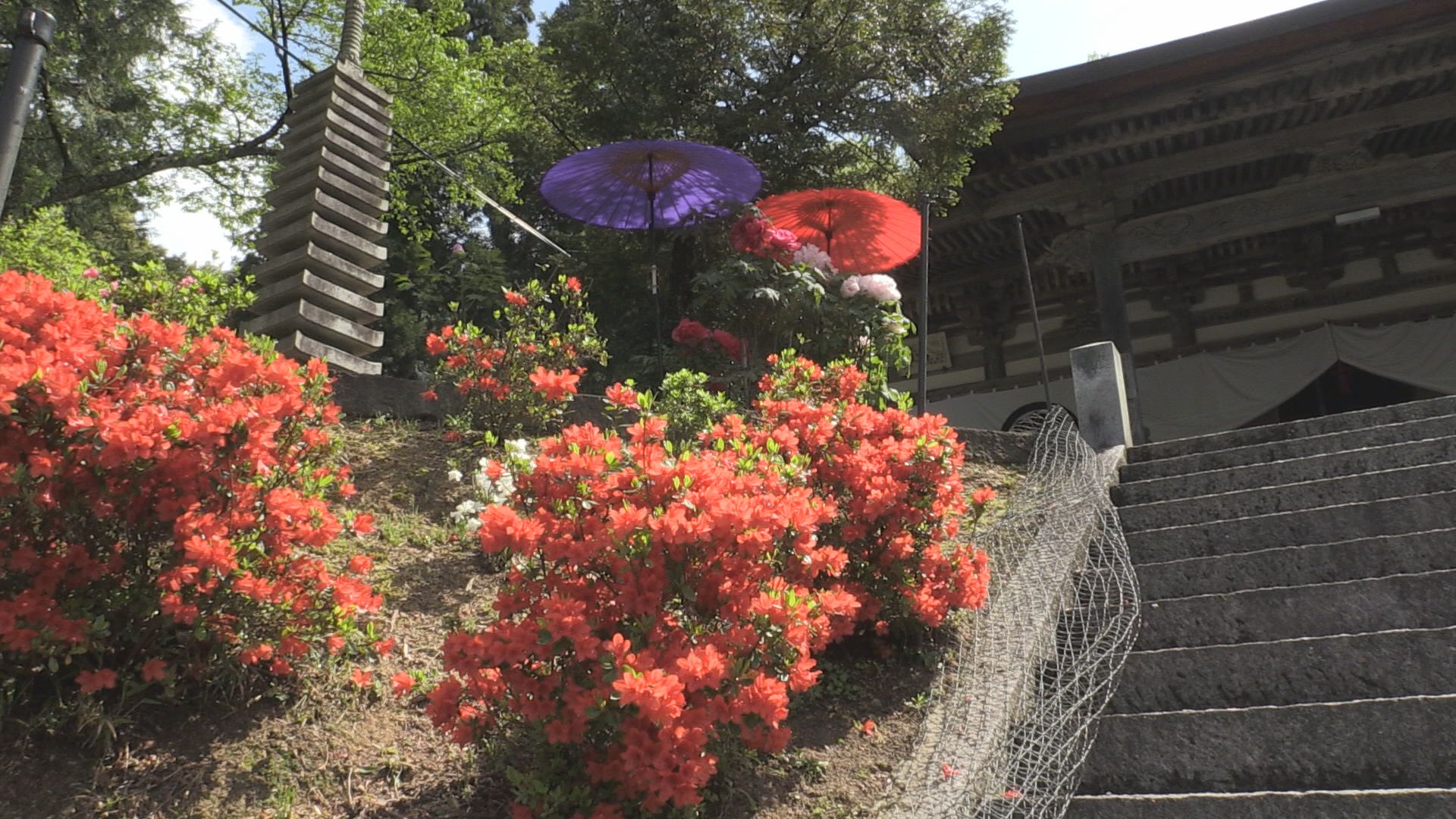 花の寺　小浜市の多田寺でシャクナゲやツツジなどの春の花が見ごろ　参拝客の心を和ませる