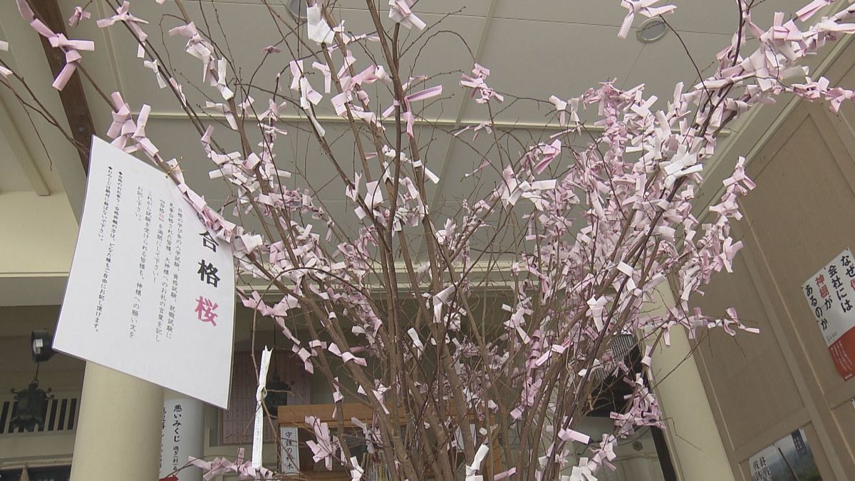 福井市内の神社で「合格桜」が満開近づく 合格祈願や感謝のメッセージで春色に染まる