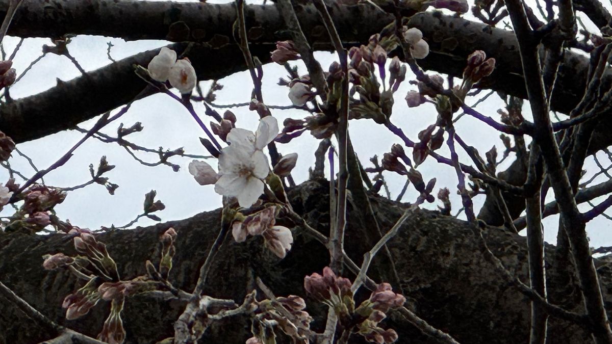 福井でソメイヨシノが開花 平年より3日遅く
