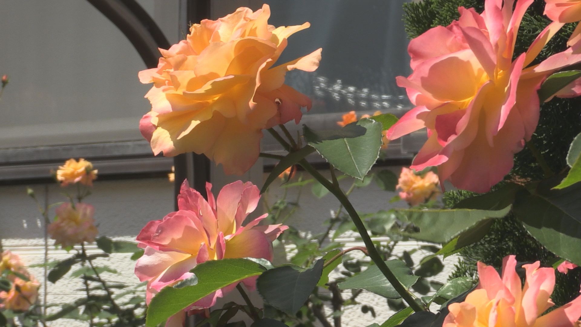 オレンジやピンク 色鮮やかな大輪の花が魅了 アンネ・フランクゆかりの