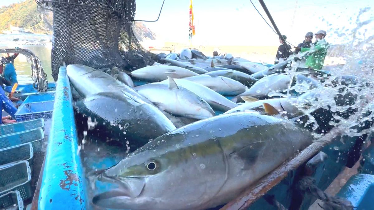 大漁！寒ブリ8000匹　丸々と太った大物も、漁師は笑顔　関東などに出荷　美浜町･日向漁港