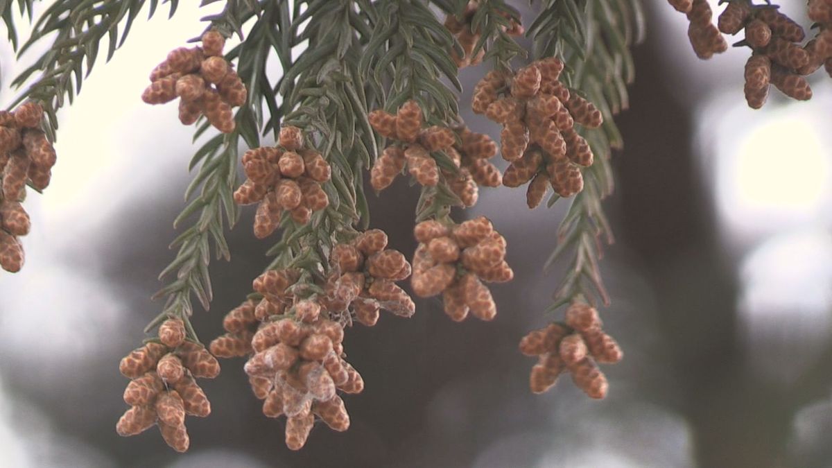 急激な気温上昇で花粉が「一気に飛ぶ」可能性も 症状のない人もマスク メガネの着用を