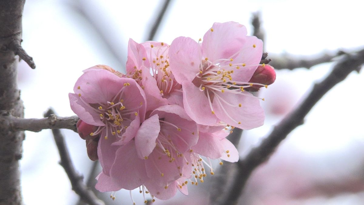町指定の天然記念物「とびうめ」の花咲く　菅原道真が手植えしたと伝わる　おおい町･宝楽寺