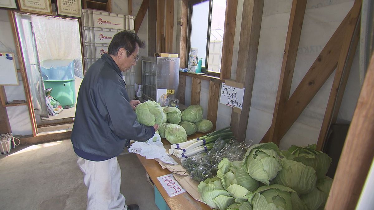 安さの秘密は"規格外"　市場に出せないキャベツを地域に還元　越前市･今立地区の直売所で販売　4月中旬まで不定期開催