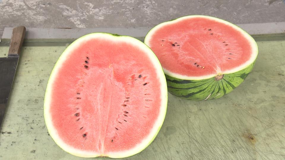 上品な甘さでシャリシャリした食感 ハウス栽培の大玉スイカ「夏の天使」の出荷始まる 今年は糖度↑