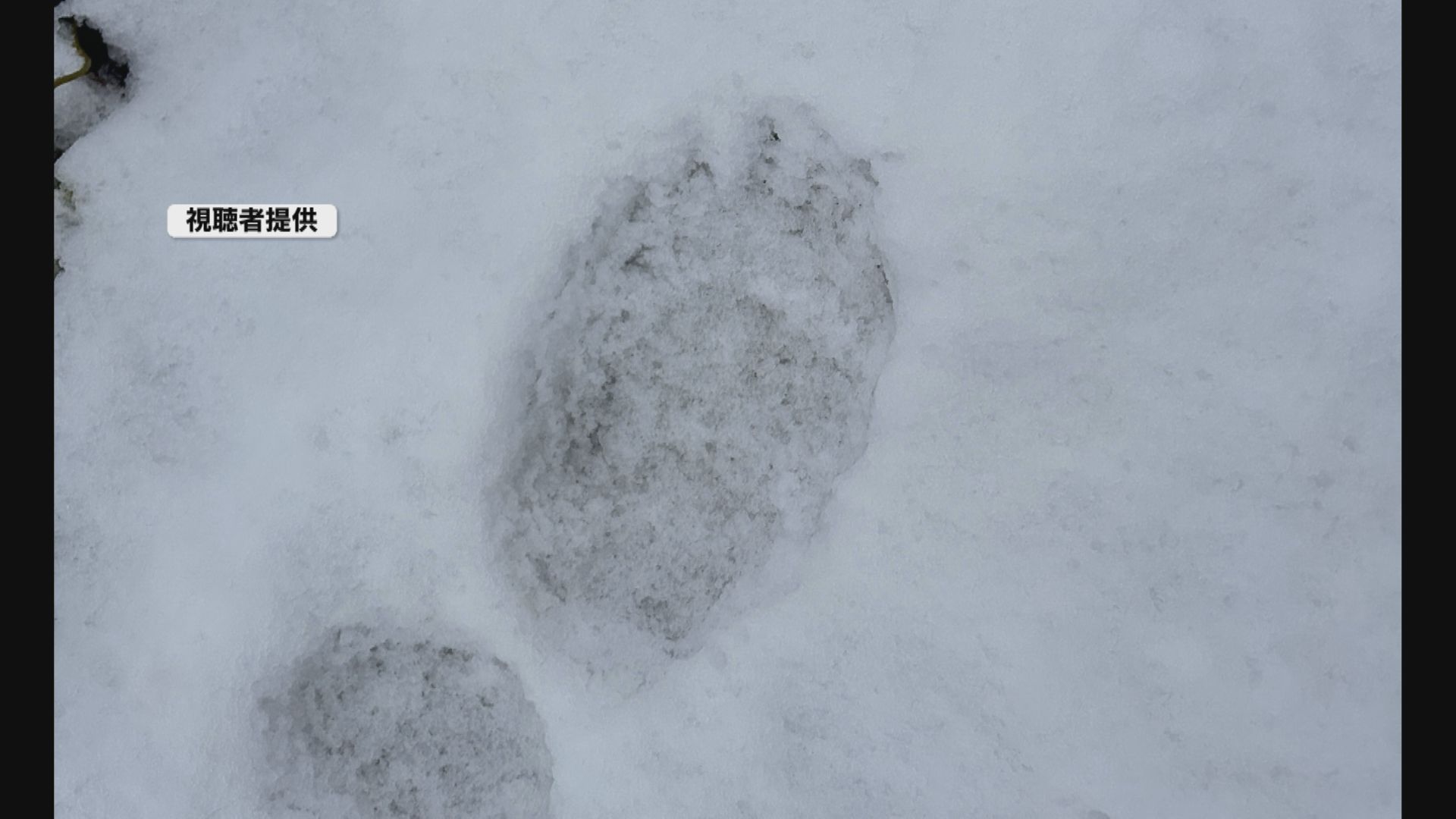 15センチ大の足跡が雪の上に点々と 勝山市の市街地でクマの痕跡発見 ’冬眠しない’クマに注意を