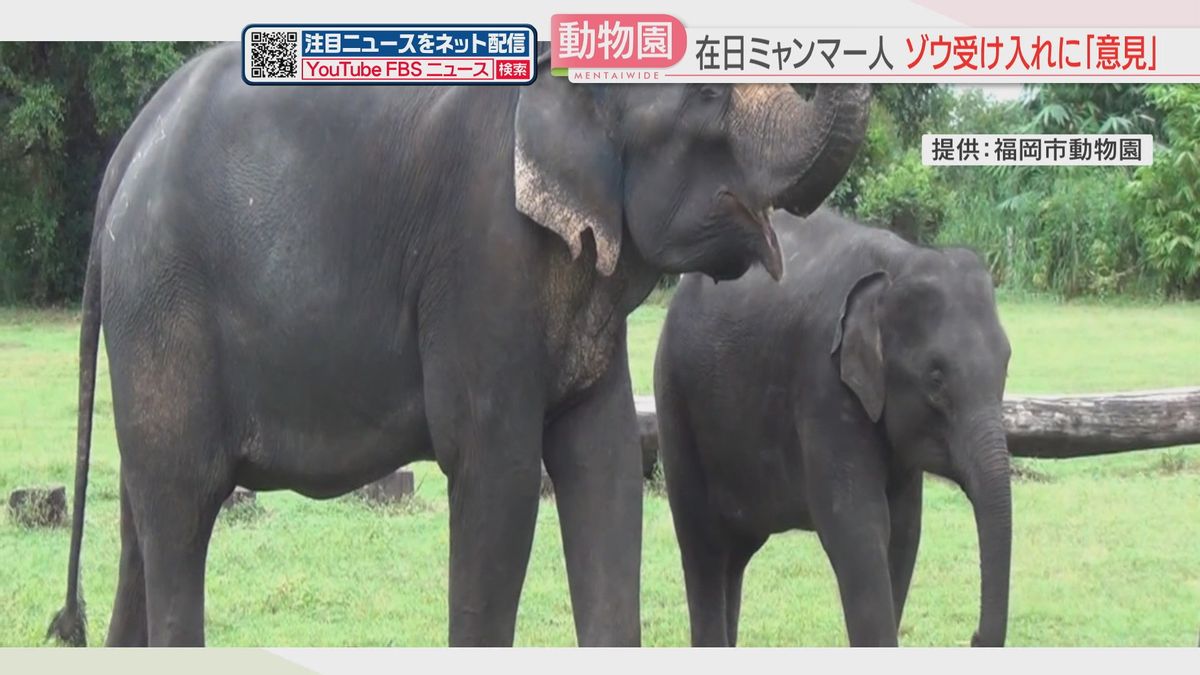 ミャンマーからのゾウの受け入れに有志が意見書　軍の宣伝に利用されないか懸念を訴える　福岡市動物園　