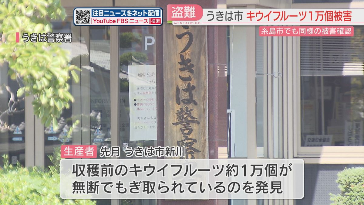 【誰が】キウイの大量窃盗　うきは市でも収穫前の実1万個がもぎ取られる　糸島市では2万7000個　福岡県内で被害相次ぐ