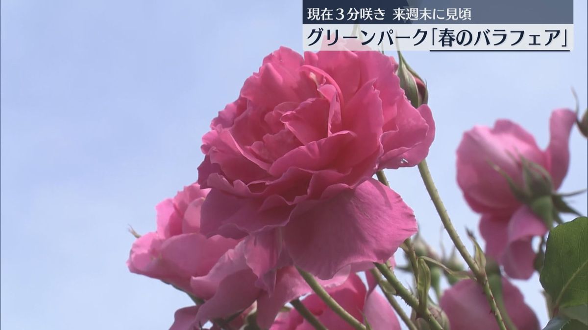 グリーンパーク「春のバラフェア」始まる　現在は３分咲き　見頃は来週末　北九州市若松区