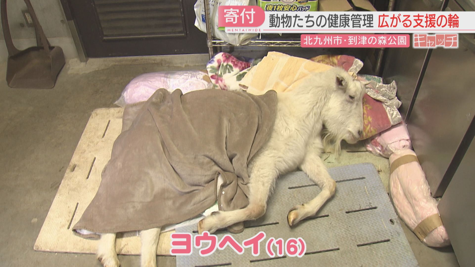 2ページ目 動物のえさ代は年間2000万円以上「到津の森公園」物価高での