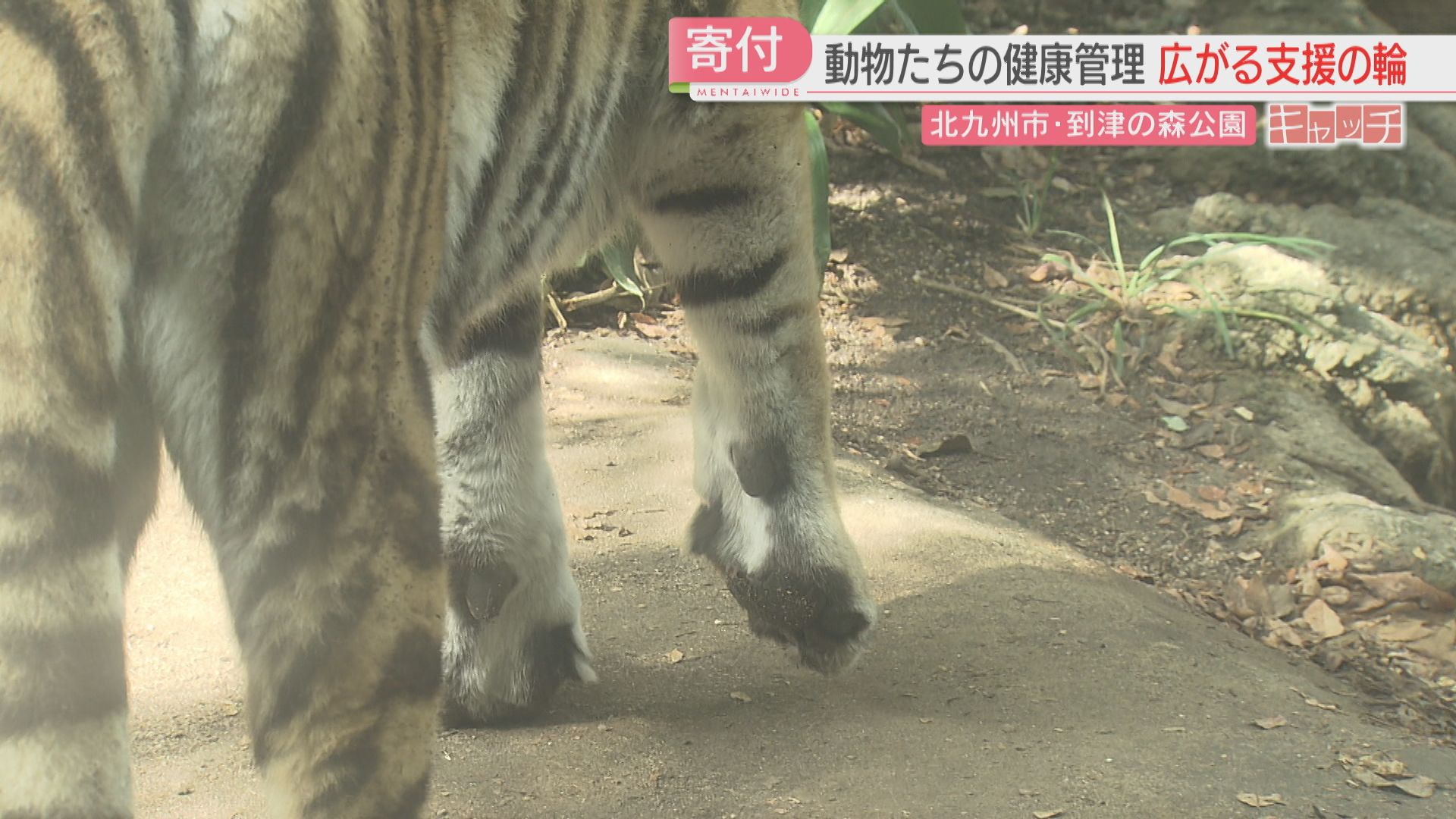 2ページ目 動物のえさ代は年間2000万円以上「到津の森公園」物価高での