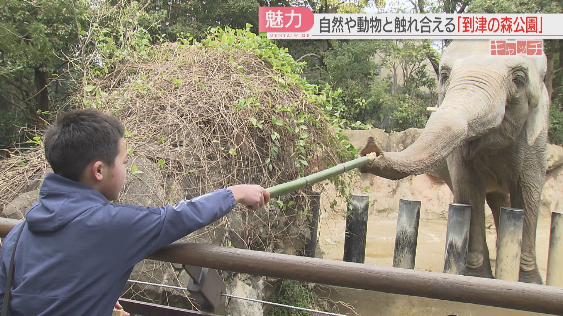 動物のえさ代は年間2000万円以上「到津の森公園」物価高での運営を