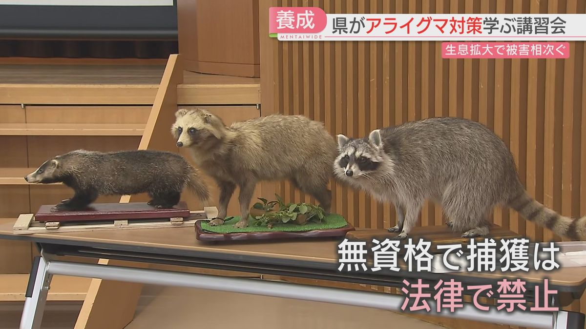 無資格で捕獲できず