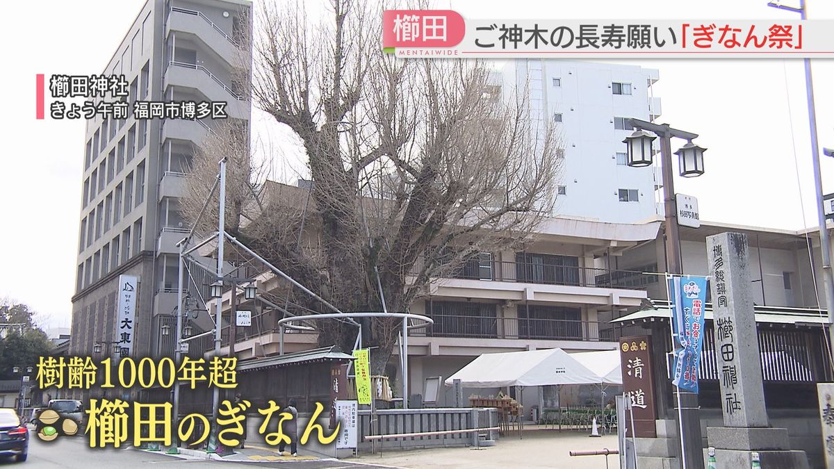 【櫛田のぎなん】ご神木の根元に「おから」をまく「ぎなん祭」長寿と博多の街の繁栄願い　福岡