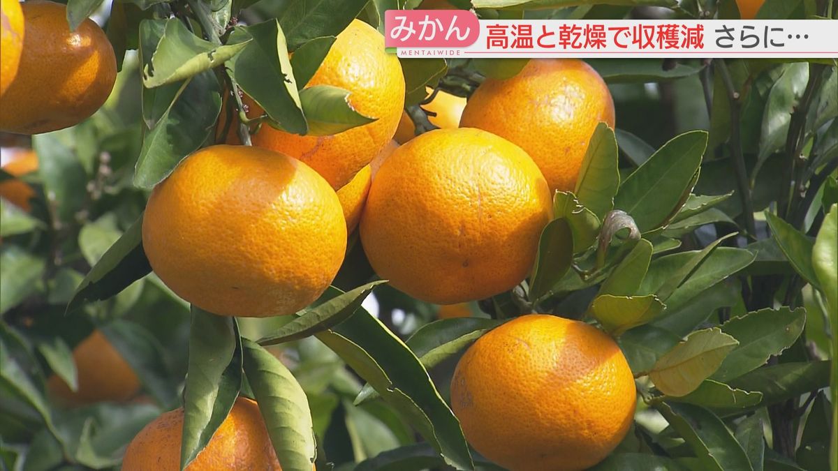 【深刻】冬の味覚「みかん」猛暑で収穫量が減少　価格は高止まり　濃くて甘いのに…今後は？　福岡