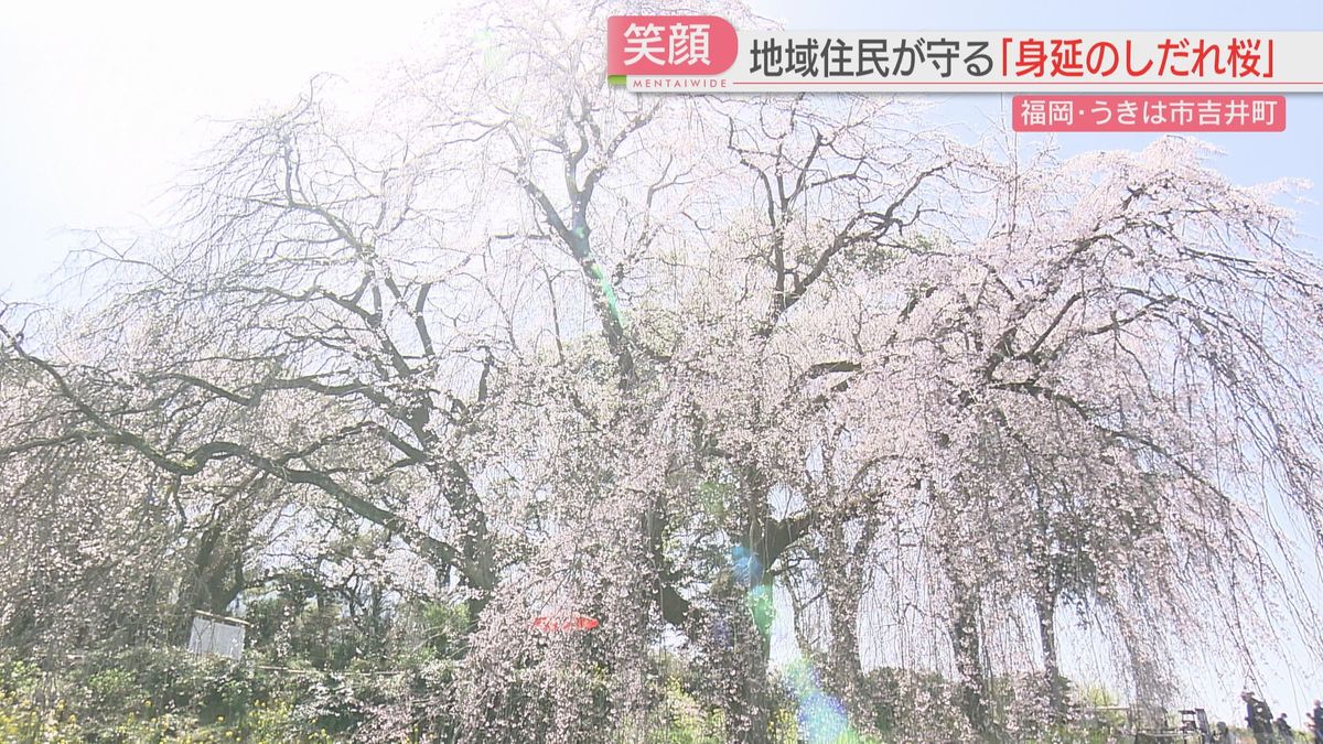 【カメリポ】雑木林に埋もれていた「しだれ桜」地元の人の力でよみがえる「知って喜んで驚いて」　福岡