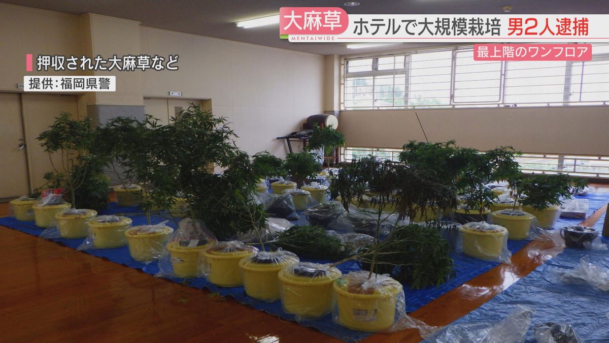 押収された大麻草など