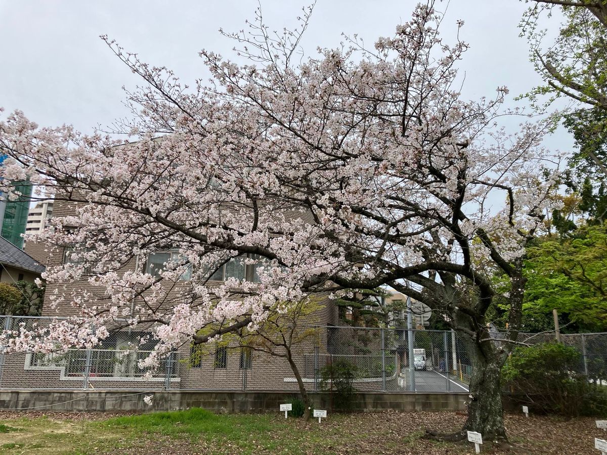 満開となった標本木