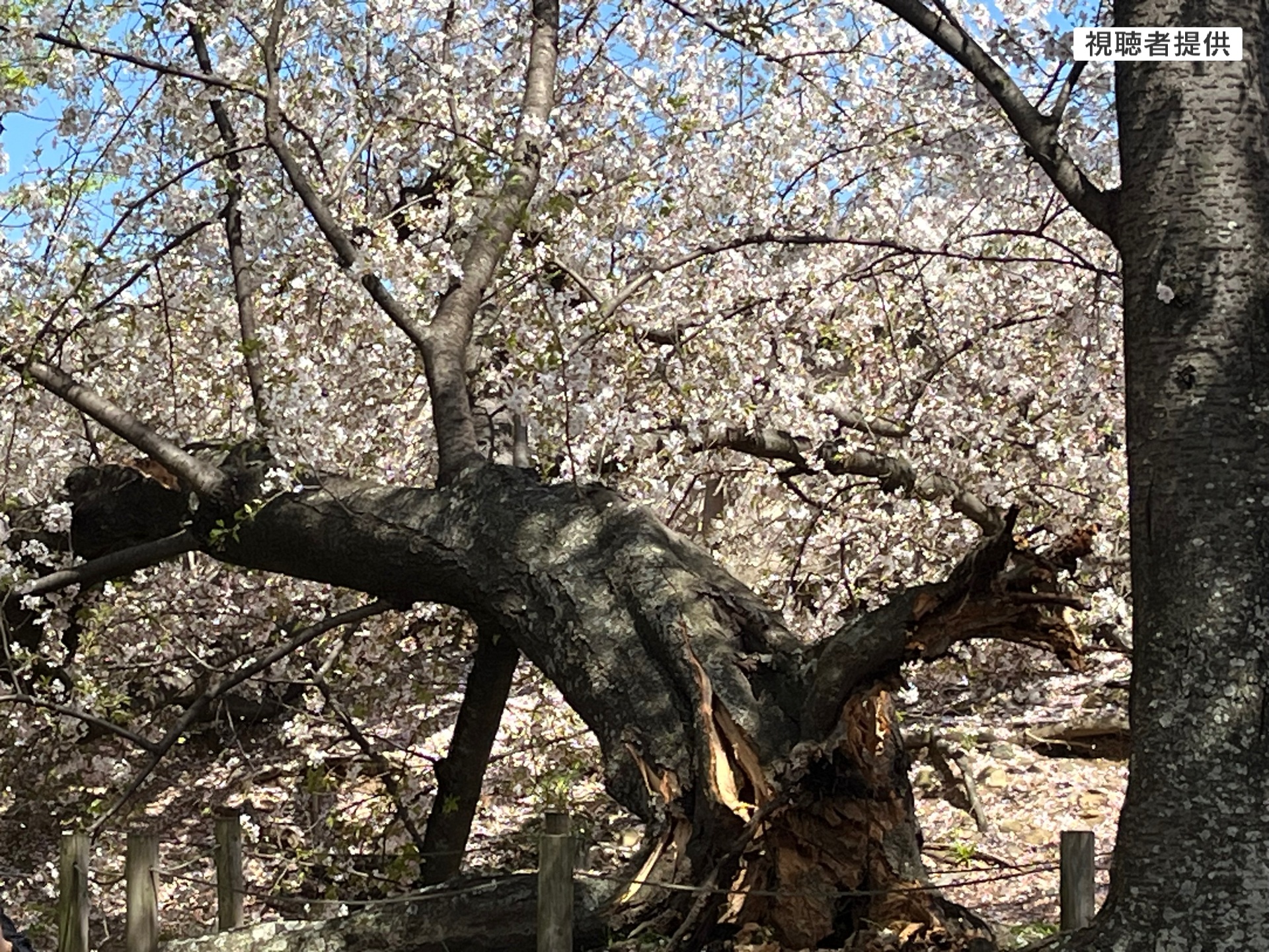 速報】舞鶴公園で「桜の木が倒れた」 福岡（2026年4月7日掲載）｜FBS