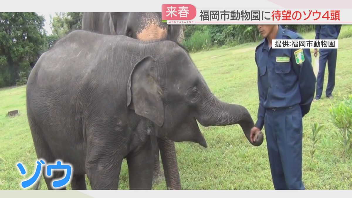 ゾウエリア18億円かけ改装　ミャンマーから来年3月にも4頭受け入れ　福岡市動物園