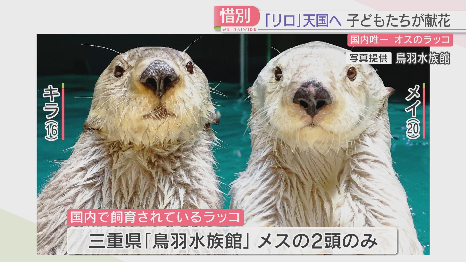 鳥羽水族館 メイちゃん　キラちゃん　マリンワールド リロくん　ラッコ写真集 Amazon.co.jp: 鳥羽水族館 ラッコ メイ キラ ブランケット 写真