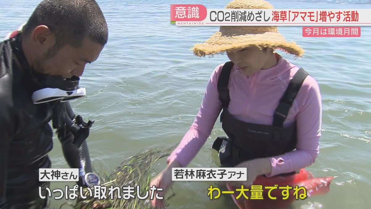 【注目】「海のゆりかご」博多湾のアマモを増やす　海の脱炭素「ブルーカーボン」とは　福岡