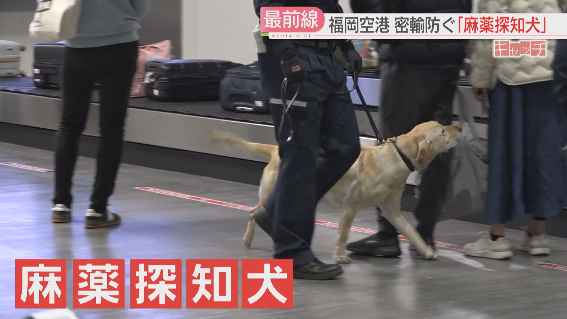 密着】「Find it！」新人ハンドラーと麻薬探知犬「オーク」福岡空港で