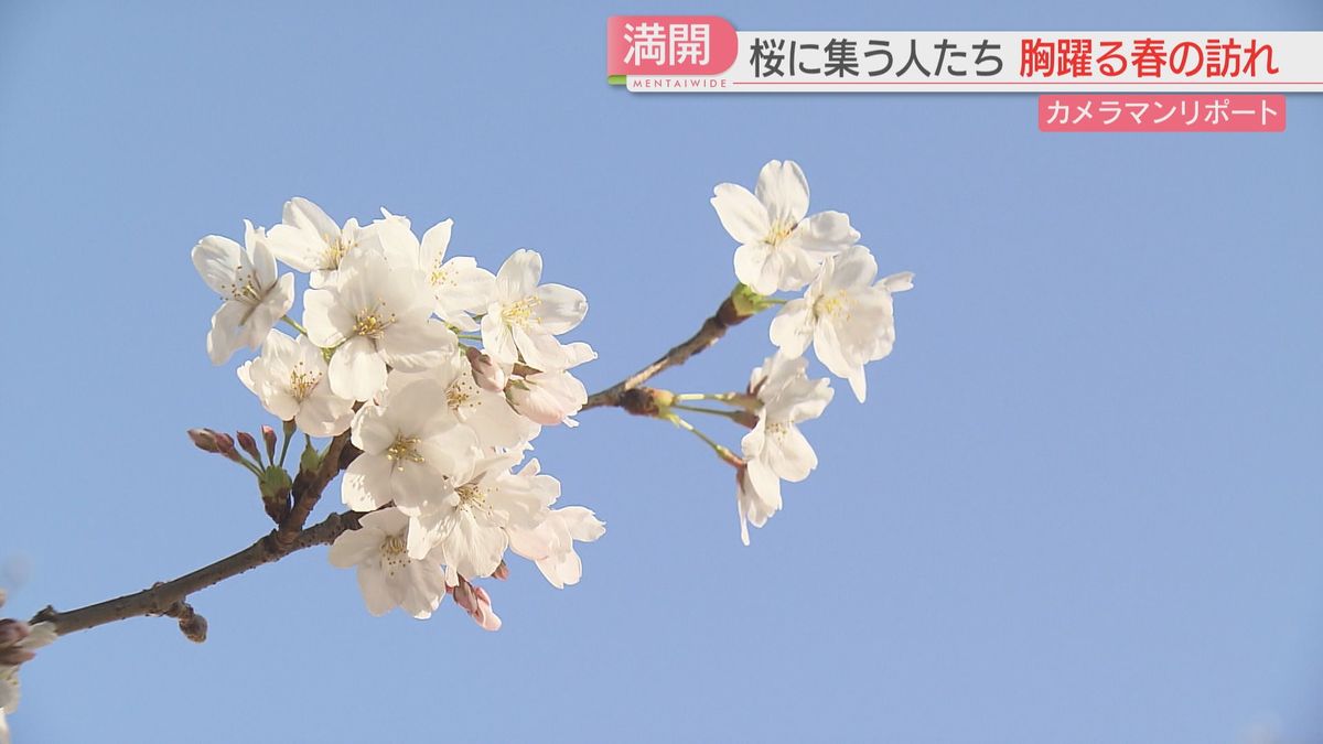 【カメリポ】「好きな花は桜」街が桜色に染まる春　花の下に集う人々の表情をスケッチ　