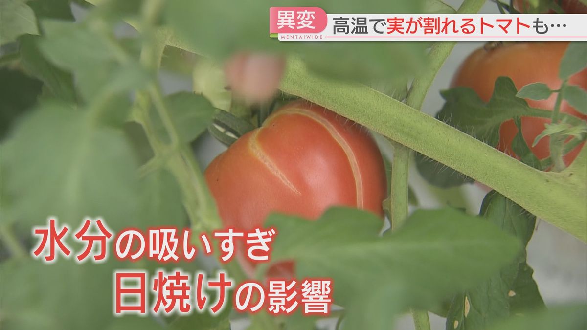 トマトにひび割れが