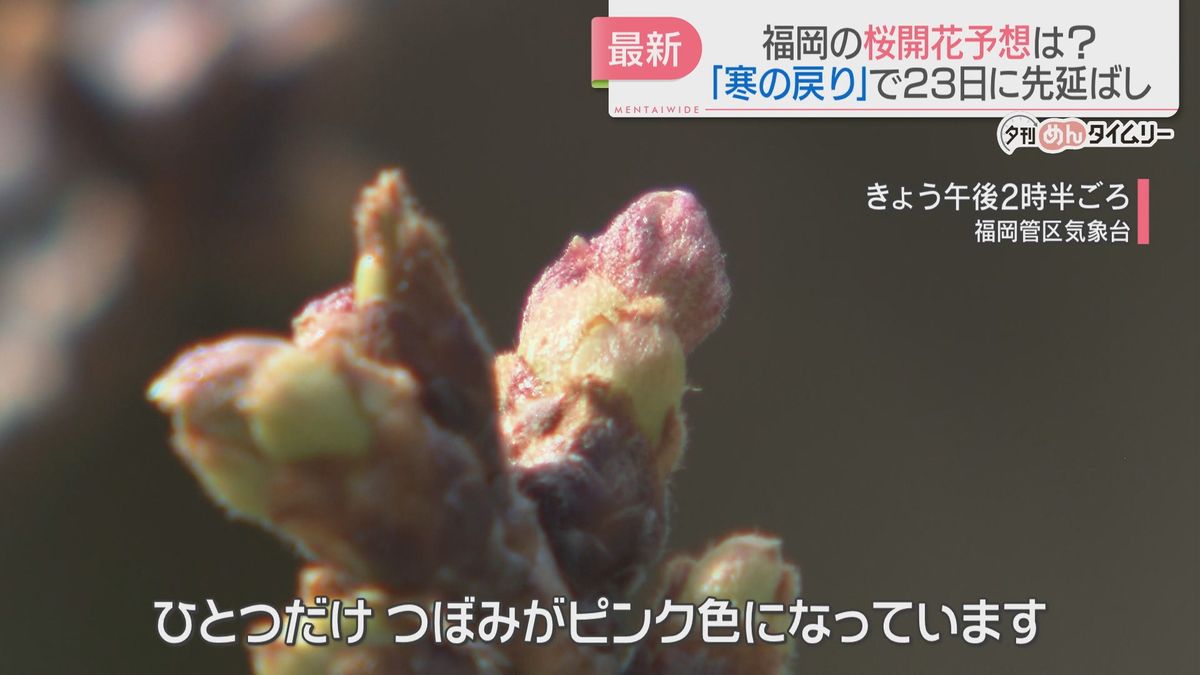 福岡のソメイヨシノの標本木は　日本気象協会は桜の開花予想日を20日→23日に先延ばし　寒の戻りが影響
