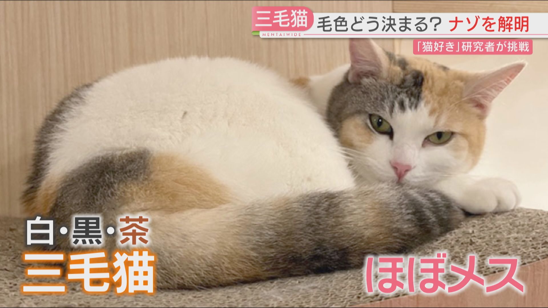 三毛猫の毛 解明】三毛猫の毛はなぜ白・黒・茶？ 長年の謎に九大などの「猫好き