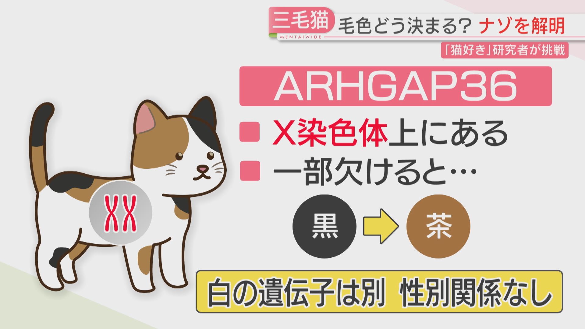 三毛猫の毛 三毛猫の謎をついに解明 毛色を決める遺伝子特定 九州大学などの