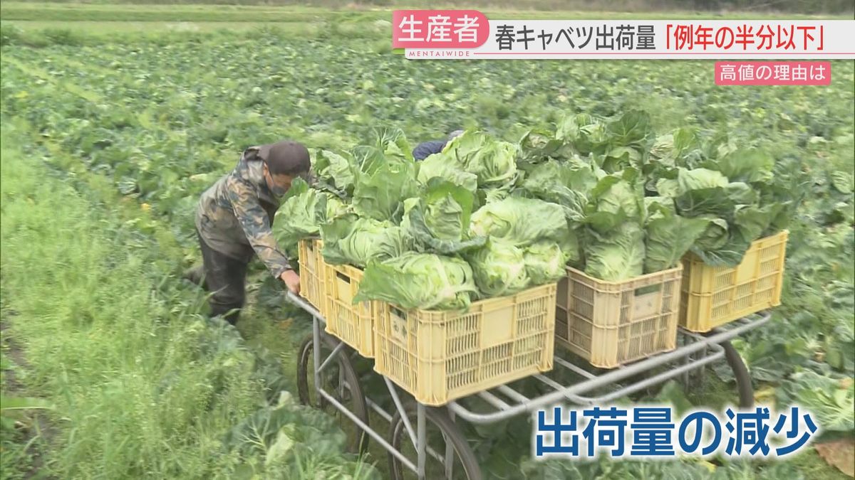 福岡グルメの人気店にも影響　キャベツが値上がり　平年より4割高く　暖冬で収穫が早まり…今後の見通しは