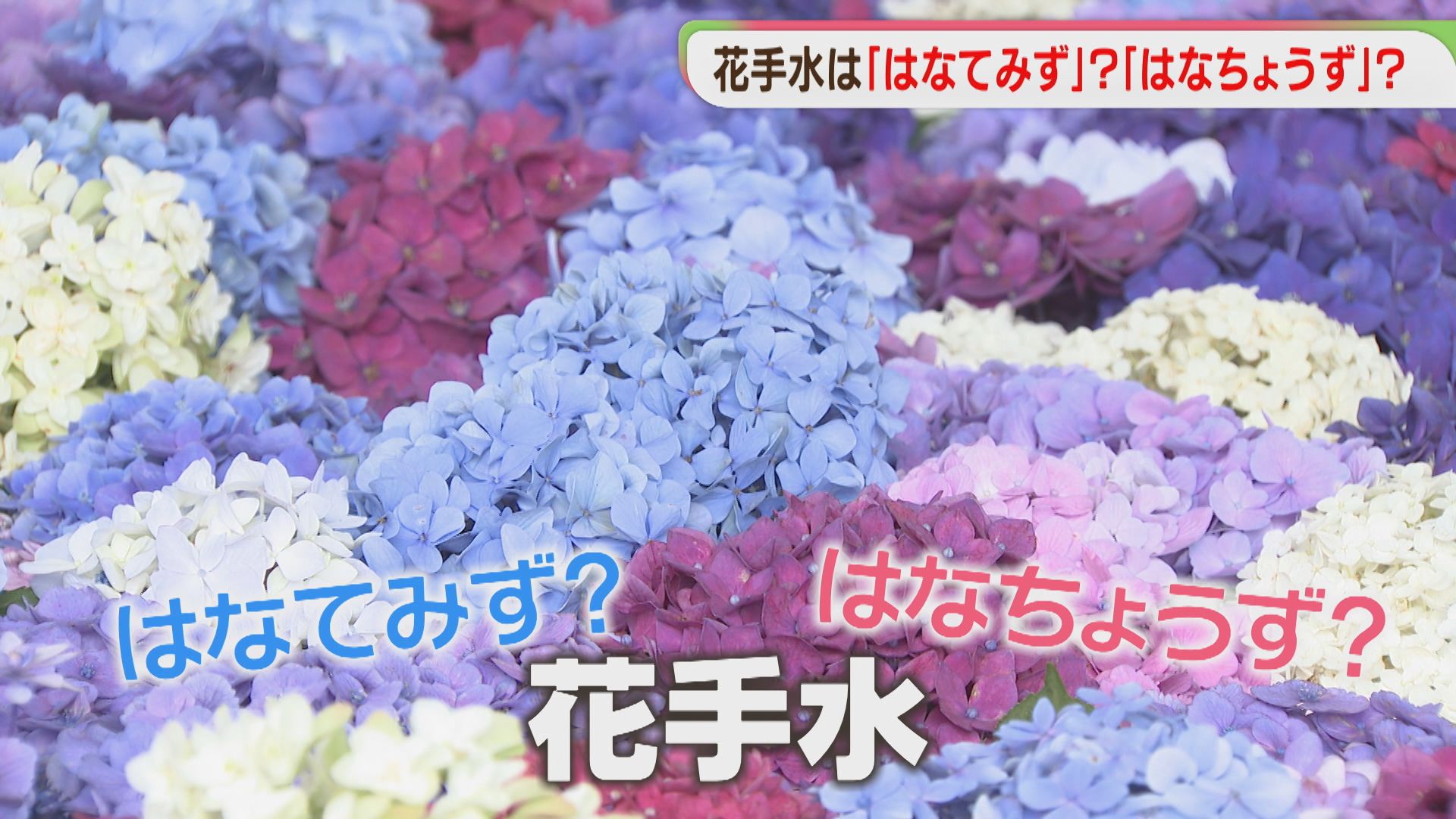 花手水の読み方「はなてみず」「はなちょうず」どっち？ 全国の神社