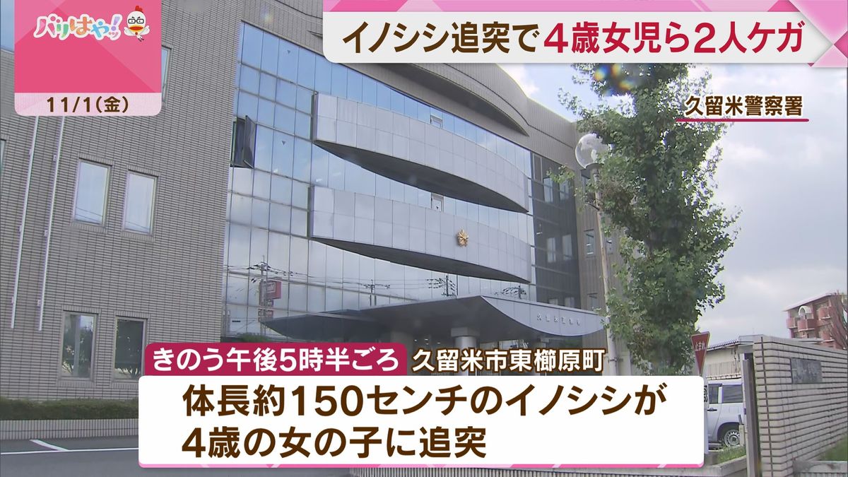 イノシシが４歳の女の子に追突　女の子は軽傷　50代男性にも追突しケガさせる　福岡・久留米市