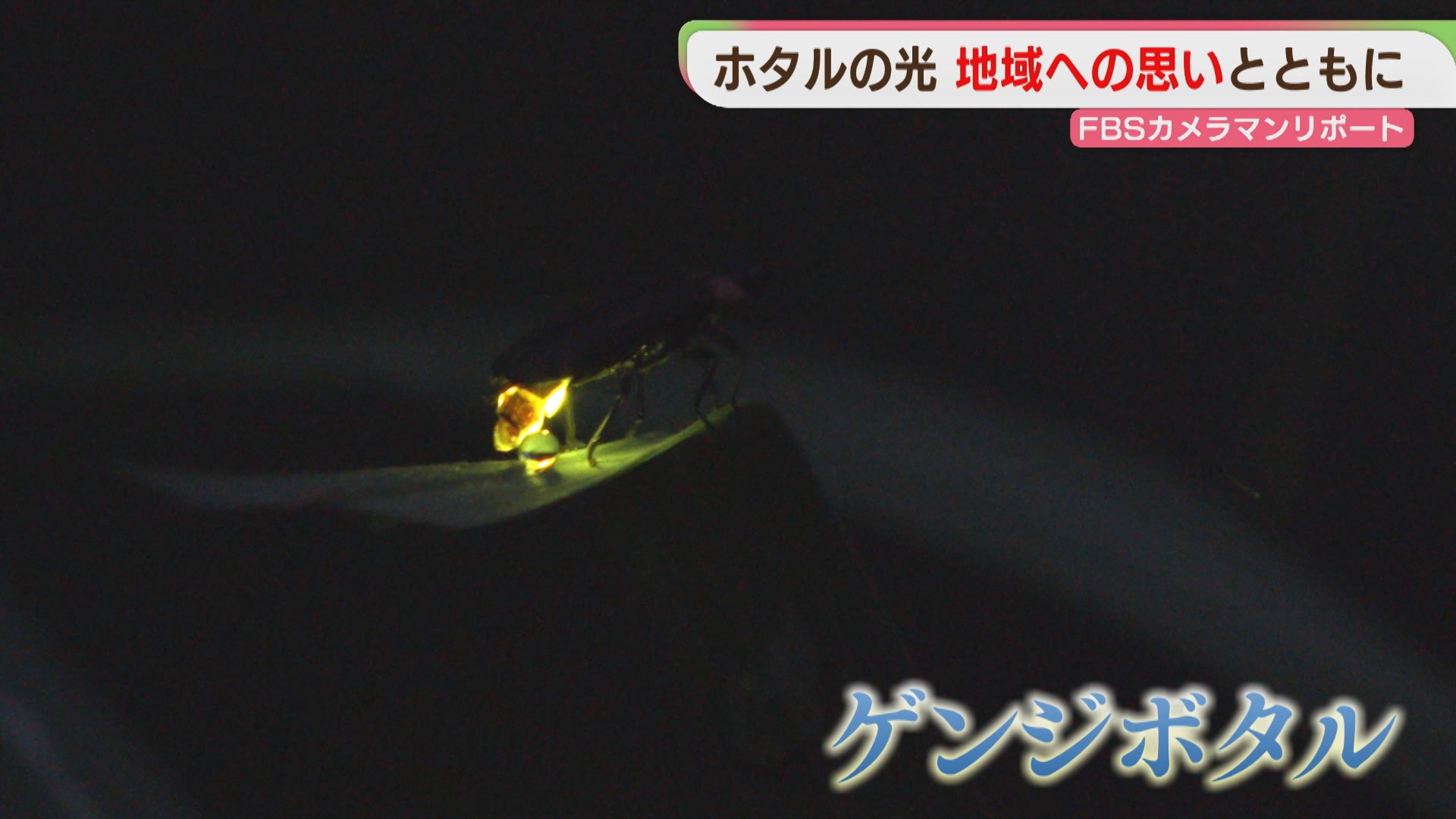 ホタルの光を子どもたちに ふるさとの自然を守る 福岡【カメリポ