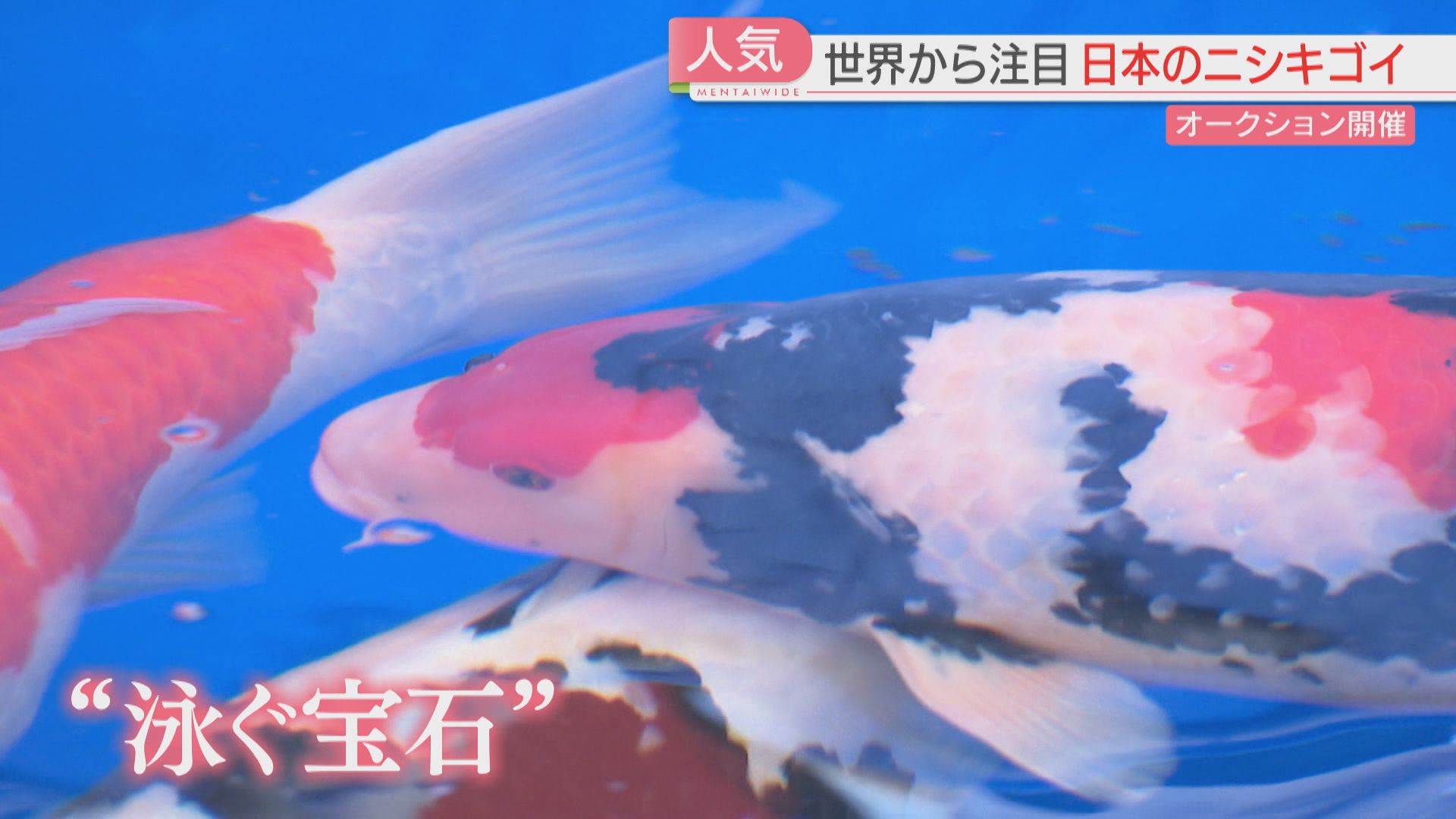 密着】「泳ぐ宝石」ニシキゴイ争奪オークション 最高落札額は？ 中国の
