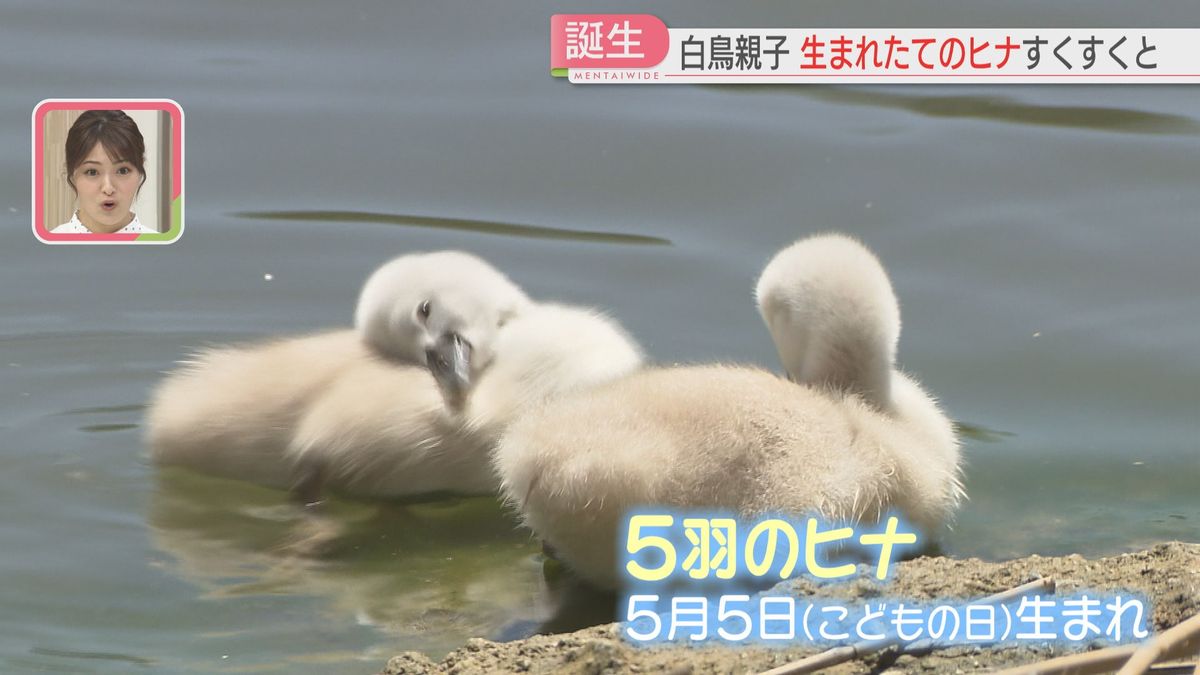 5月5日生まれ