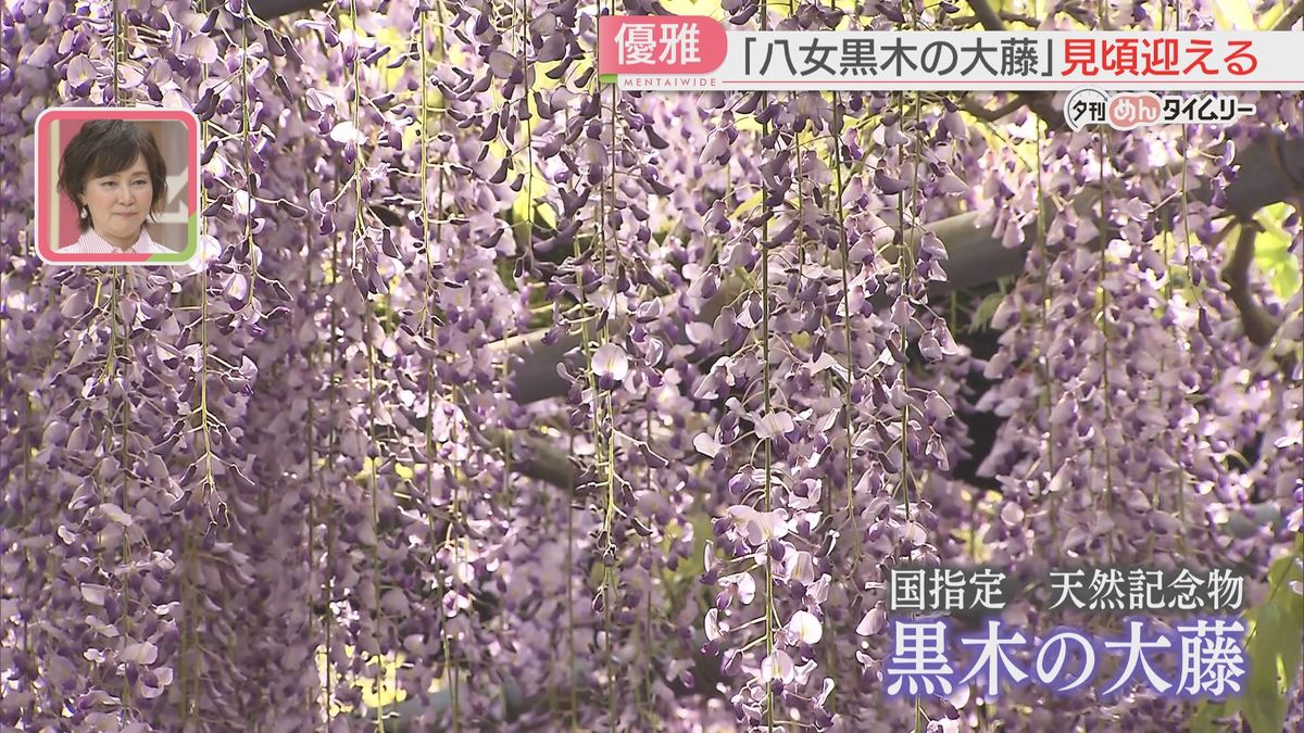 「黒木の大藤」が見頃　優雅に甘くさわやかに香る　16日からライトアップも　福岡・八女市