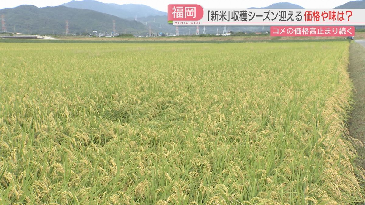 新米】収穫シーズン「元気つくし」は順調に生育 「夢つくし」は午前に 