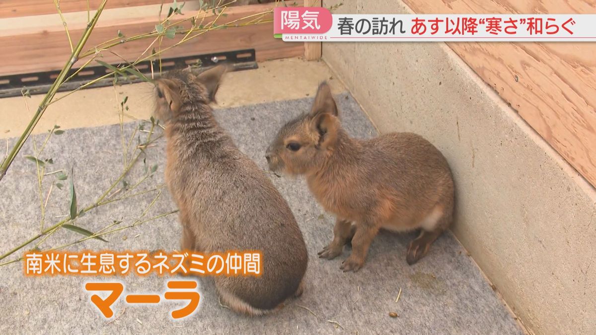 厳しい寒さとなった3連休　雪の中の「冬キャンプ」はこたつでもつ鍋　菜の花やマーラの赤ちゃん誕生に「春の訪れ」も　福岡