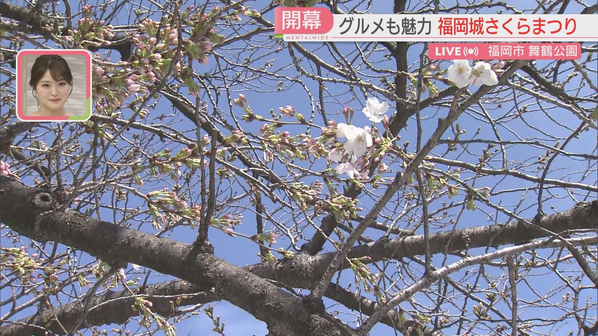 福岡城さくらまつり会場の桜はちらほら
