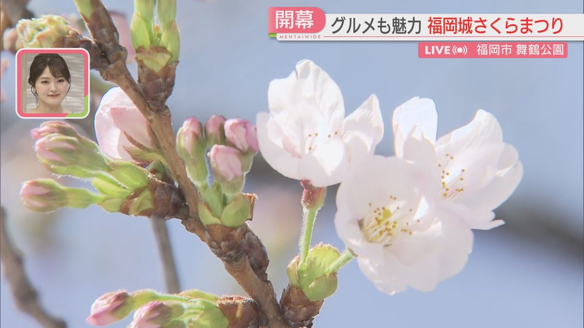 福岡でようやく桜が開花　福岡城さくらまつりの会場から中継　過去最多の100以上のお花見グルメの店が集結！　県内の名所の開花状況は　福岡